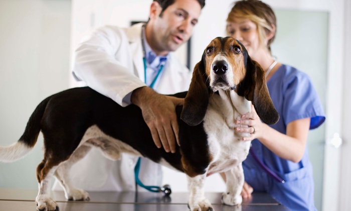 Veterinary Doctor | Image Resource : groupon.com